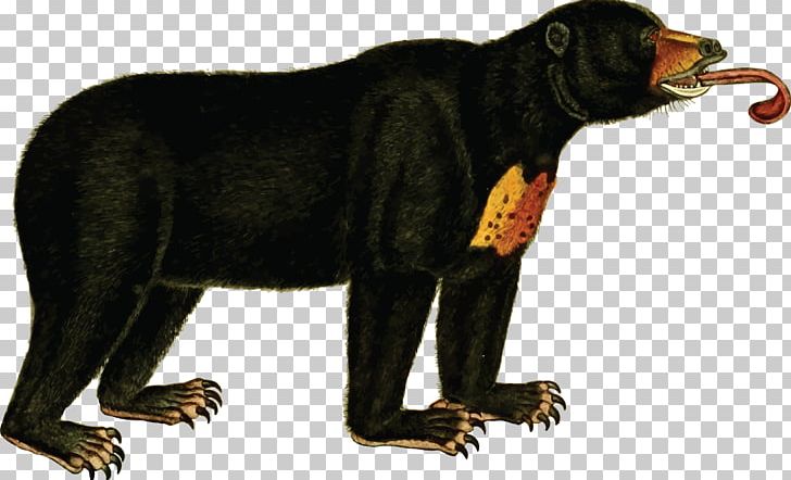 American Black Bear Koala Sun Bear PNG, Clipart, American Black Bear, Animal, Animals, Bear, Carnivoran Free PNG Download