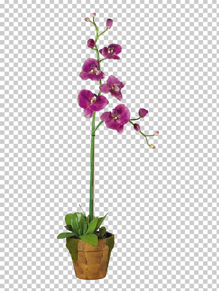 Dendrobium Orchids Cut Flowers Plant PNG, Clipart, Bird Of Paradise Flower, Boat Orchid, Cut Flowers, Dendrobium, Flora Free PNG Download