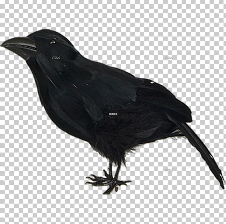 American Crow Hooded Crow New Caledonian Crow Bird Raven PNG, Clipart, American Crow, Animals, Beak, Bird, Black Free PNG Download