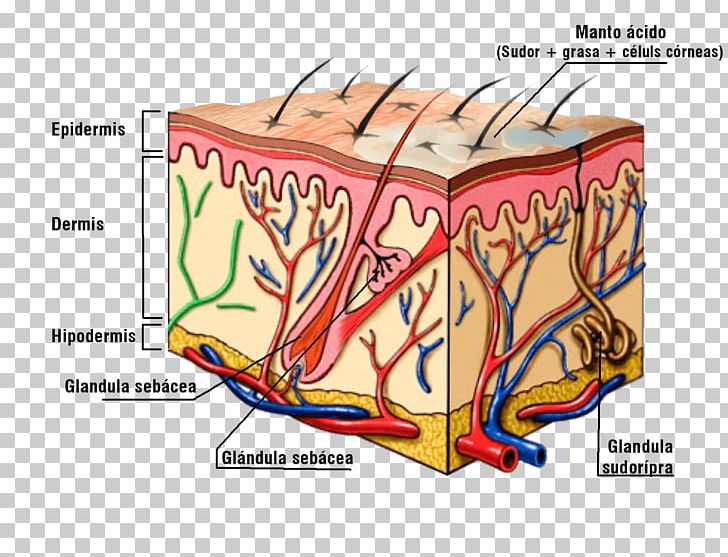 Dermis Lymphatic Vessel Blood Vessel Human Skin Subcutaneous Tissue PNG, Clipart, Angle, Art, Blood, Blood Vessel, Circulatory System Free PNG Download