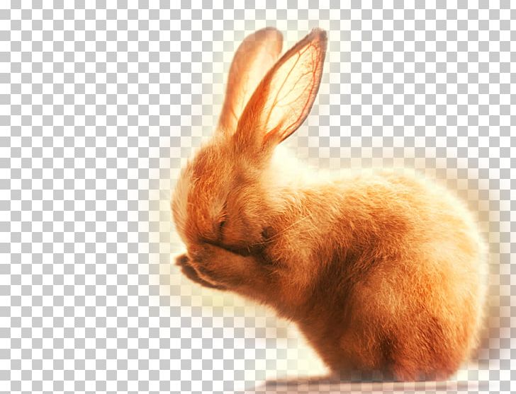 Dog Rabbit Photography Cuteness PNG, Clipart, 720p, Animal, Animals, Aspect Ratio, Bunnies Free PNG Download