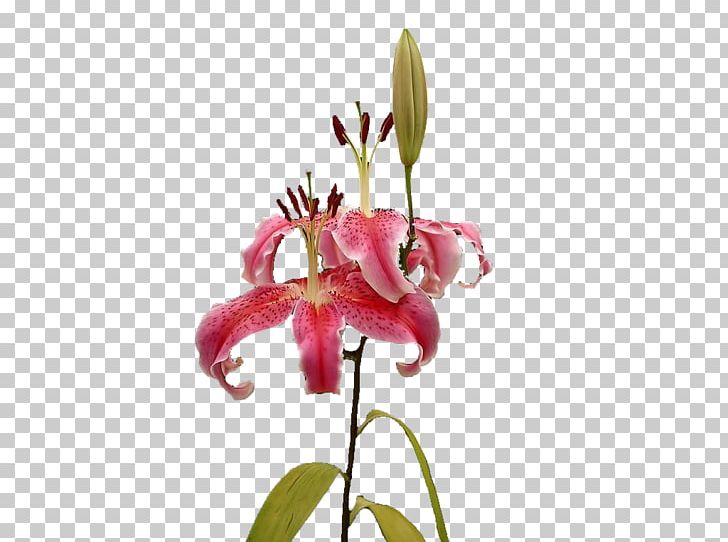 Floral Design Lilium PNG, Clipart, Blossom, Calla Lily, Computer Graphics, Computer Wallpaper, Flower Free PNG Download