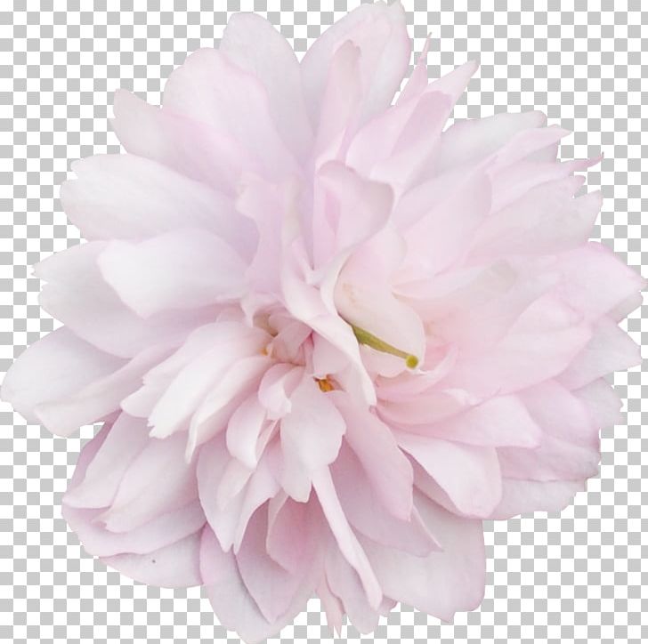 Peony Pink M Cut Flowers Petal RTV Pink PNG, Clipart, Cut Flowers, Flower, Flowering Plant, Nature, Peony Free PNG Download
