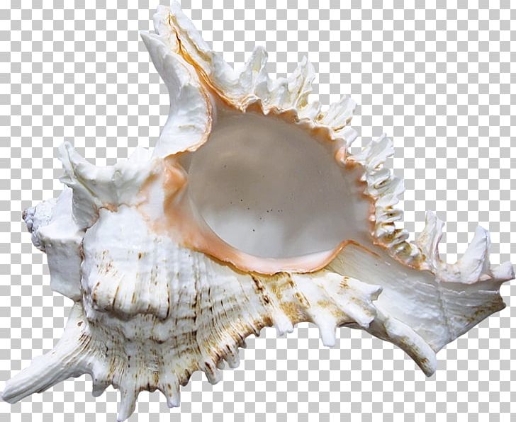 Seashell Conch PNG, Clipart, Beach, Blog, Clams Oysters Mussels And Scallops, Cockle, Computer Repair Screw Driver Free PNG Download