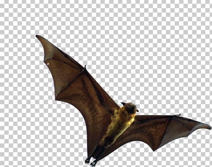 Bat Flying Foxes Animal PNG, Clipart, Animal, Animals, Bat, Cancer, Dream Free PNG Download