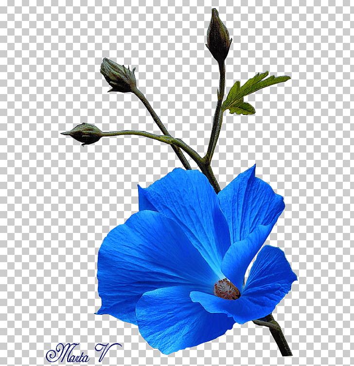Blue Flower Petal Hibiscus Plant Stem PNG, Clipart, Blog, Blue, Blue Flower, Flores Blancas, Flower Free PNG Download