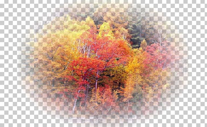 Forest Tree High-definition Television 1080p Landscape PNG, Clipart, 169, 720p, 1080p, 1610, Autumn Free PNG Download