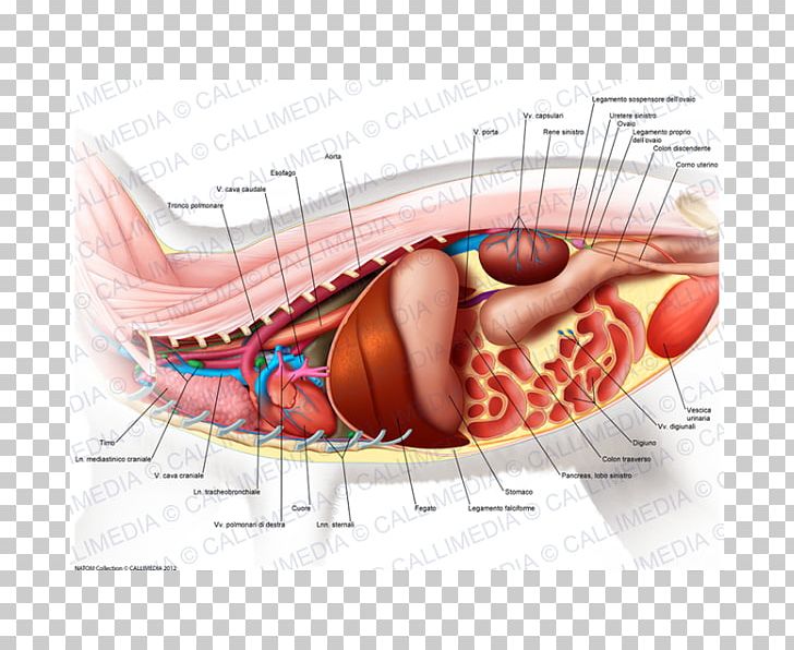 Muscle Stomach Abdomen Human Anatomy PNG, Clipart, Abdomen, Abdomen Anatomy, Anatomy, Blood Vessel, Ear Free PNG Download