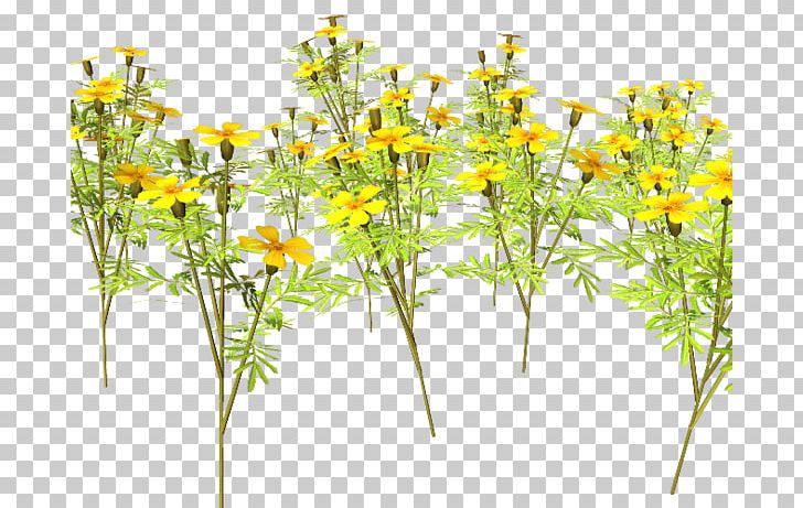 Wildflower Meadow PNG, Clipart, Blog, Daisy Family, Flora, Flower, Flowering Plant Free PNG Download