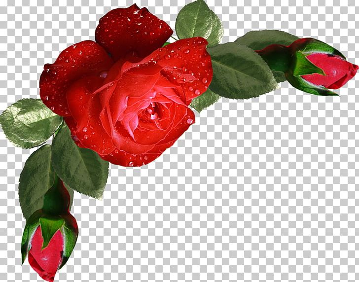Garden Roses Flower Bouquet PNG, Clipart, Art, Artificial Flower, Background, Beautiful, Beautiful Flower Picture Free PNG Download