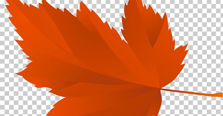 Graphics Maple Leaf Tree PNG, Clipart, Autumn, Autumn Leaf Color, Autumn Leaves, Computer Wallpaper, Leaf Free PNG Download