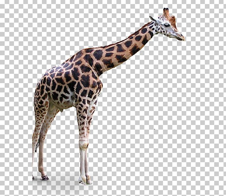 Portable Network Graphics Transparency Northern Giraffe PNG, Clipart, Animal, Download, Fauna, Giraffe, Giraffe Cartoon Free PNG Download