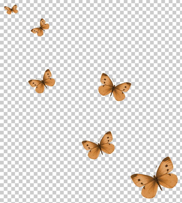 Butterfly PNG, Clipart, Brush Footed Butterfly, Butterflies, Butterflies And Moths, Color, Drawing Free PNG Download