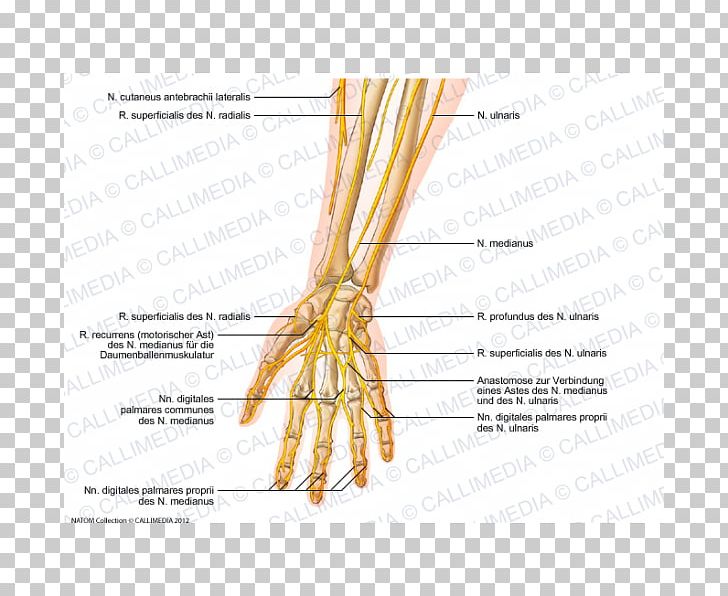 Forearm Ulnar Nerve Anatomy PNG, Clipart, Anatomy, Arm, Commodity, Elbow, Finger Free PNG Download
