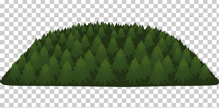 Temperate Coniferous Forest Tree PNG, Clipart, Branch, Conifers, Deciduous, Environment, Forest Free PNG Download