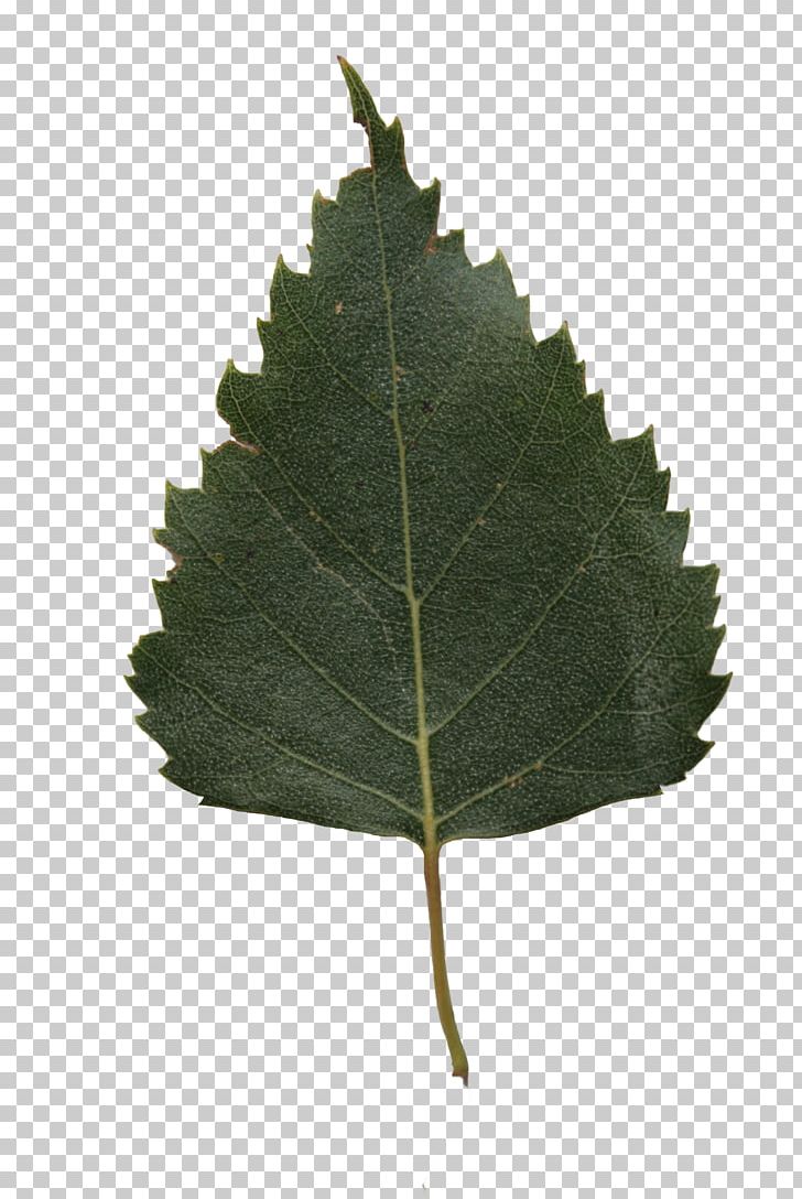 Leaf River Birch Paper Birch Tree Lindens PNG, Clipart, Alder, Bark, Betula Populifolia, Birch, Birch Tree Free PNG Download