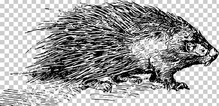 Beaver Domesticated Hedgehog Porcupine Rodent PNG, Clipart, Beaver, Black And White, Carnivoran, Domesticated Hedgehog, Drawing Free PNG Download