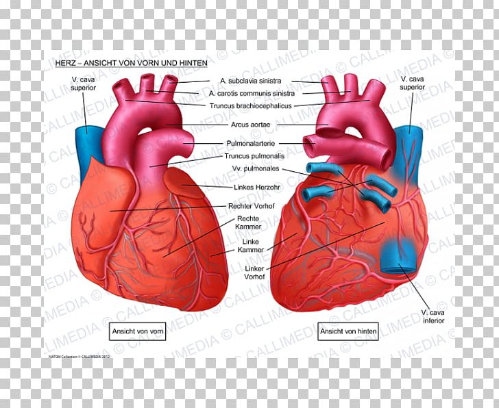 Human Heart Anatomy Coronal Plane Anterior Cardiac Veins PNG, Clipart, Anatomy, Anterior Cardiac Veins, Blood Vessel, Circulatory System, Coronal Plane Free PNG Download