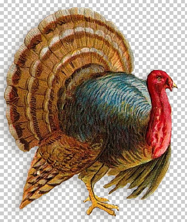 Turkey Meat PNG, Clipart, Beak, Bird, Computer Icons, Desktop Wallpaper, Display Resolution Free PNG Download
