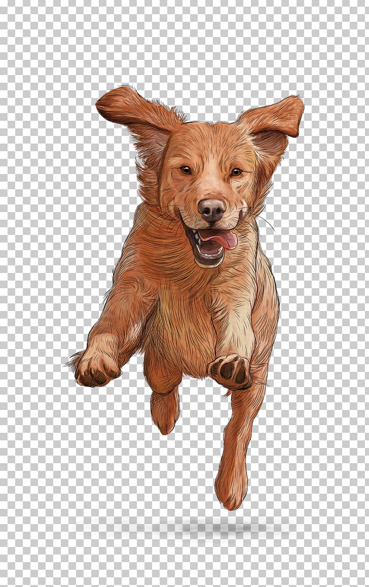 Nova Scotia Duck Tolling Retriever Gosbi Dog Food Puppy PNG, Clipart, Animals, Cae, Carnivoran, Companion Dog, Cualidad Free PNG Download