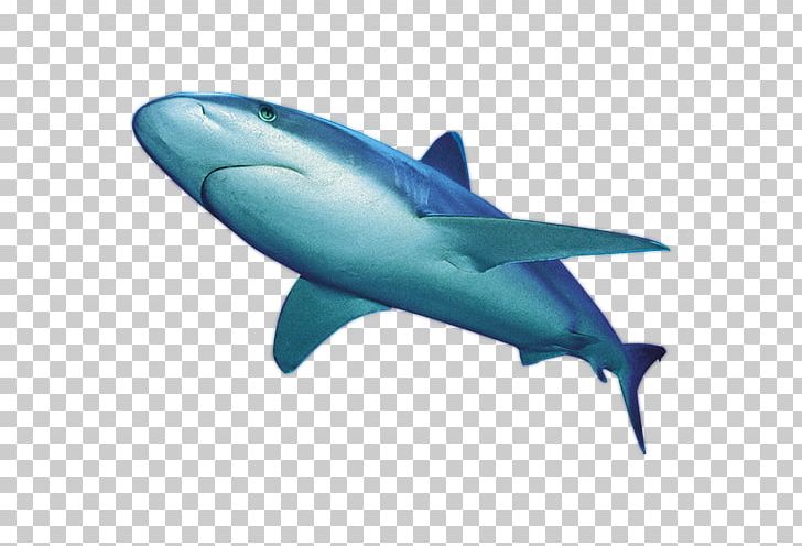 Shark PNG, Clipart, Animals, Aqua, Aquatic, Aquatic Creatures, Blue Whale Free PNG Download
