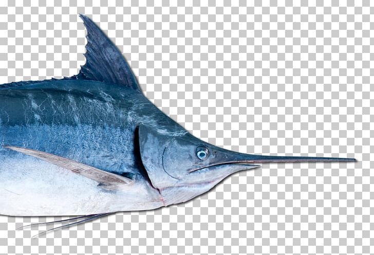 Swordfish Marlin Oily Fish Barracuda PNG, Clipart, Animals, Barracuda, Big Game, Billfish, Biology Free PNG Download