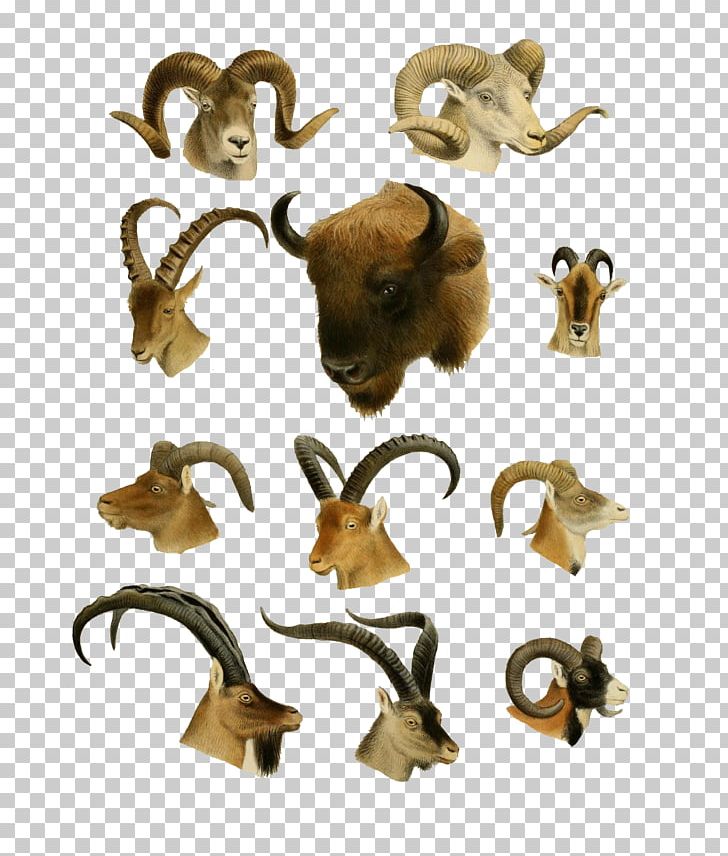 Western Honey Bee Cattle Horn Printing Deer PNG, Clipart, Animal, Animals, Art, Bee, Biological Illustration Free PNG Download