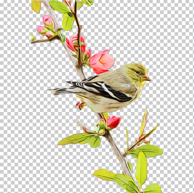 Bird Flower Plant Finch Beak PNG, Clipart, Beak, Bird, Branch, Finch, Flower Free PNG Download