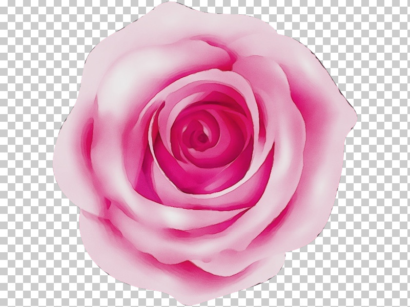 Garden Roses PNG, Clipart, Floribunda, Flower, Garden Roses, Hybrid Tea Rose, Paint Free PNG Download