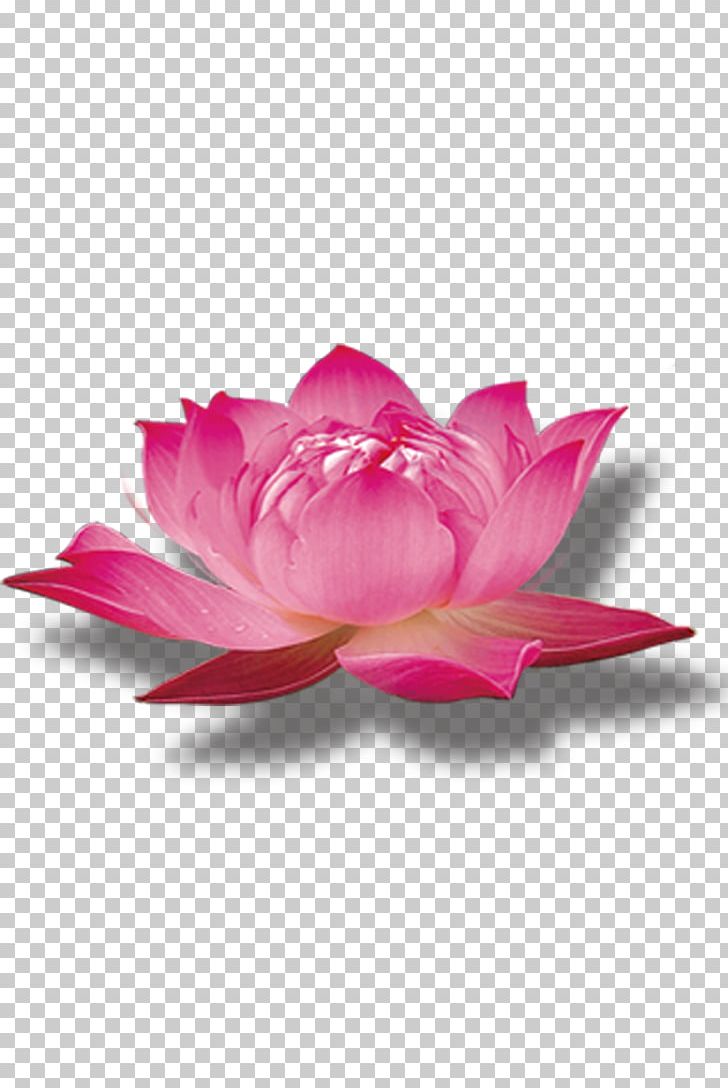 Nelumbo Nucifera Pink PNG, Clipart, Adobe Illustrator, Aquatic Plant, Color, Download, Encapsulated Postscript Free PNG Download