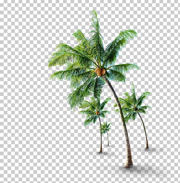 Coconut Tree If(we) PNG, Clipart, Adobe Illustrator, Arecales, Branch, Christmas Tree, Coconut Free PNG Download