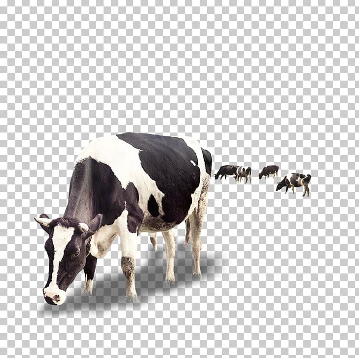 Dairy Cattle Milk Calf Dairy Cattle PNG, Clipart, Animals, Beef Cattle, Business, Cow, Cow Goat Family Free PNG Download