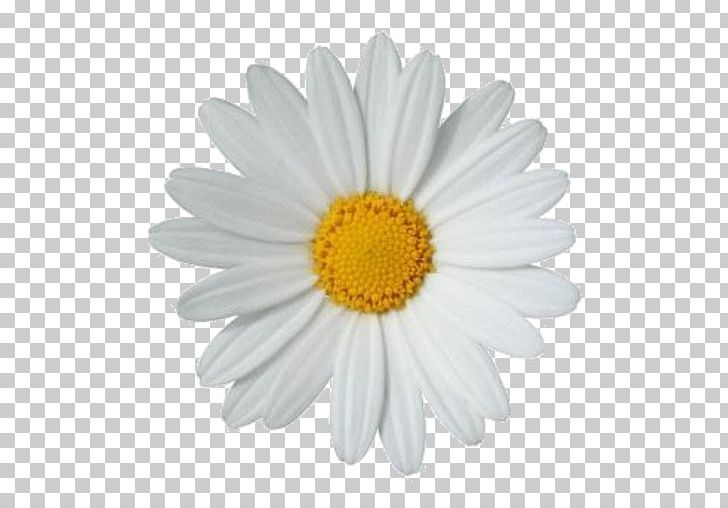 Portable Network Graphics Common Daisy Daisy Family Drawing PNG, Clipart, Aster, Chrysanthemum, Chrysanths, Clean, Common Daisy Free PNG Download
