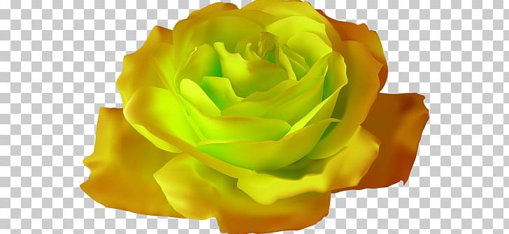 Rose Gardening PNG, Clipart, Blog, Color, Cute, Cut Flowers, Desktop Wallpaper Free PNG Download