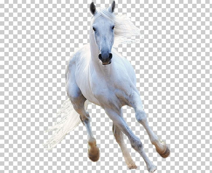 American Paint Horse Stallion White PNG, Clipart, American Paint Horse, Atlar, Beyaz, Black, Colt Free PNG Download