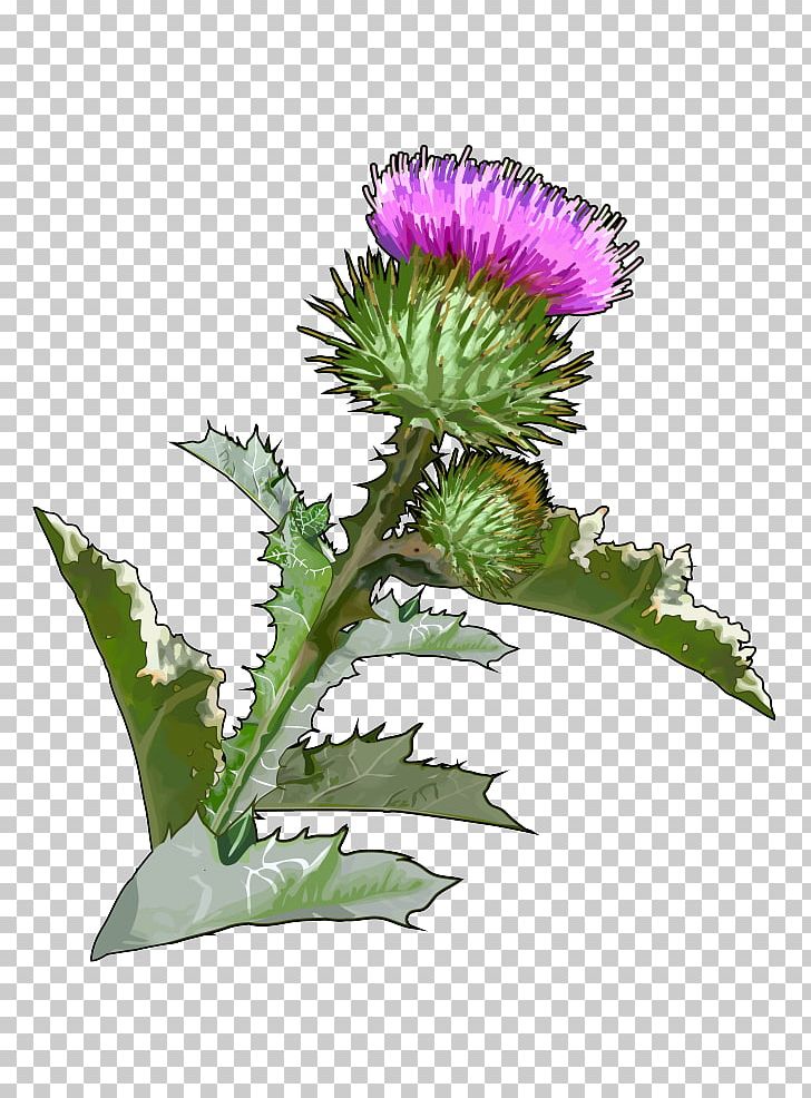 Canary Islands Onopordum Acanthium Thistle Artichoke Flower PNG, Clipart, Artichoke Thistle, Burdock, Canary Islands, Cardoon, Carduus Tenuiflorus Free PNG Download