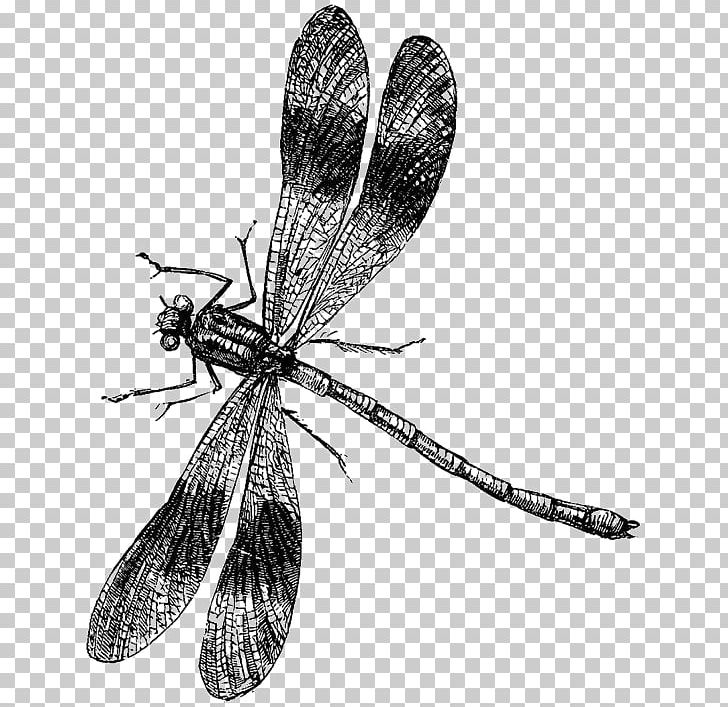 Dragonfly Drawing PNG, Clipart, Bla, Cartoon, Dragonfly Wings, Dragonfly  With Flower, Hand Free PNG Download