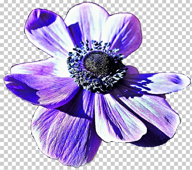 Flower Blue Violet Purple Lilac PNG, Clipart, Anemone, Blue, Cobalt Blue, Cut Flowers, Family Free PNG Download