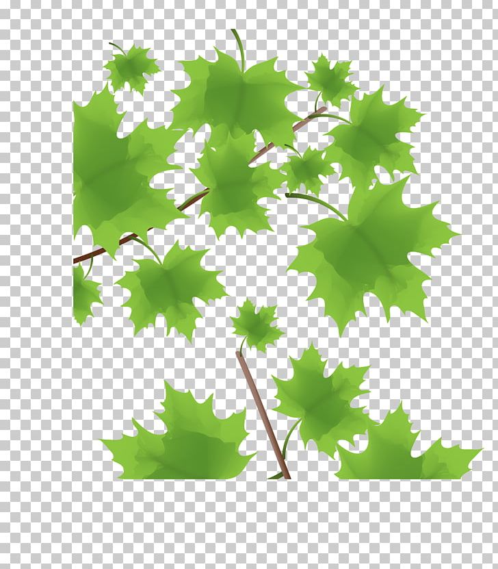 Green Maple Leaf PNG, Clipart, Branch, Christmas Decoration, Encapsulated Postscript, Grapevine Family, Grass Free PNG Download