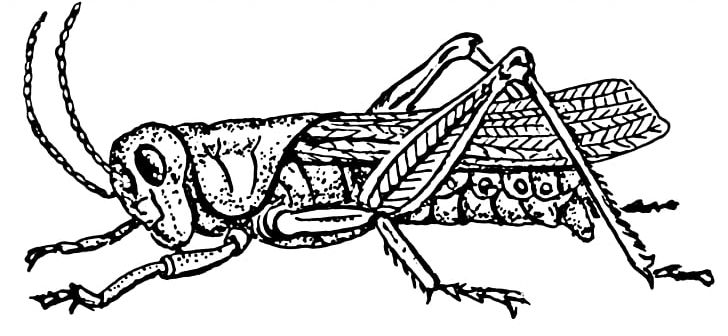 Insect Grasshopper Drawing PNG, Clipart, Artwork, Black And White, Carnivoran, Cartoon, Coloring Book Free PNG Download