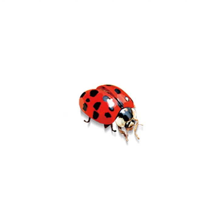 Ladybird Insect PNG, Clipart, Arthropod, Beetle, Cartoon, Coccinella, Coccinella Septempunctata Free PNG Download