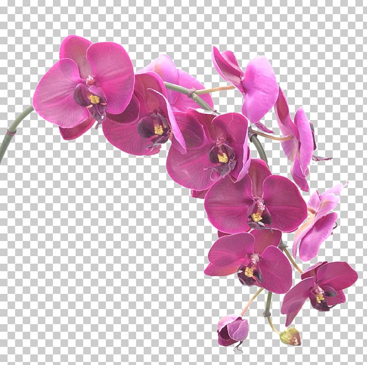 Moth Orchids Flower Singapore Orchid Portable Network Graphics PNG, Clipart, Artificial, Artificial Flower, Blossom, Boat Orchid, Cut Flowers Free PNG Download