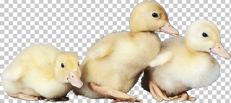 Bird Duck Water Bird Ducks, Geese And Swans Beak PNG, Clipart, Adaptation, American Black Duck, Animal Figure, Beak, Bird Free PNG Download