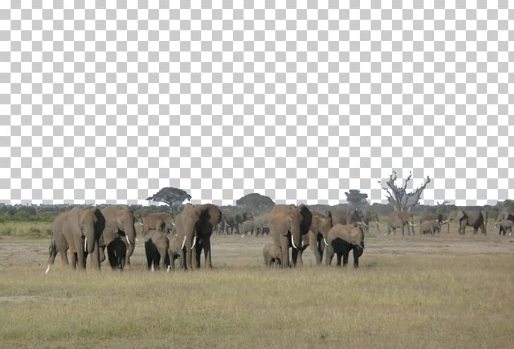Aberdare National Park Safari Kimana Amboseli Camp PNG, Clipart, African Bush Elephant, African Elephant, Amboseli, Amboseli National Park, Ecosystem Free PNG Download