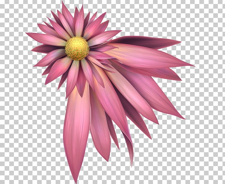 Dahlia Pink M Petal Close-up Flower PNG, Clipart, Cicekler, Closeup, Dahlia, Daisy Family, Flora Free PNG Download