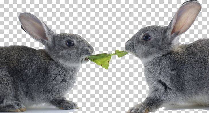 Hare Netherland Dwarf Rabbit Easter Bunny Cat Domestic Rabbit PNG, Clipart, Animal, Animals, Cat, Desktop Wallpaper, Dinner Free PNG Download
