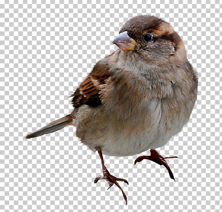 House Sparrow Bird Humour Joke PNG, Clipart, Animals, Beak, Bird, Computer Icons, Download Free PNG Download
