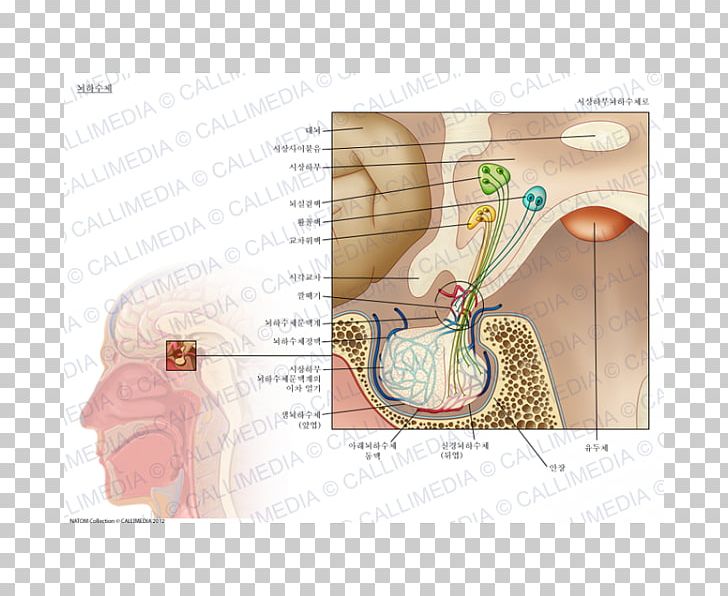 Pituitary Gland Endocrine Gland Anatomy Posterior Pituitary PNG, Clipart, Adrenal Gland, Anatomy, Ear, Endocrine Gland, Endocrine System Free PNG Download
