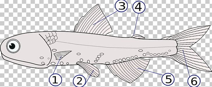 Vertebrate Fish Fin Dorsal Fin PNG, Clipart, Angle, Animals, Artwork, Black And White, Cetacea Free PNG Download