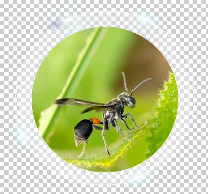 Characteristics Of Common Wasps And Bees Hornet Ant Pest Control PNG, Clipart,  Free PNG Download